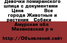 Девочки помиранского шпица с документами › Цена ­ 23 000 - Все города Животные и растения » Собаки   . Амурская обл.,Мазановский р-н